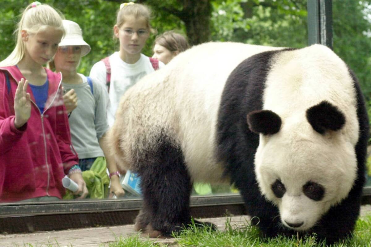 El panda era tan famoso como el oso polar Knut, una estrella en el zoo alemán