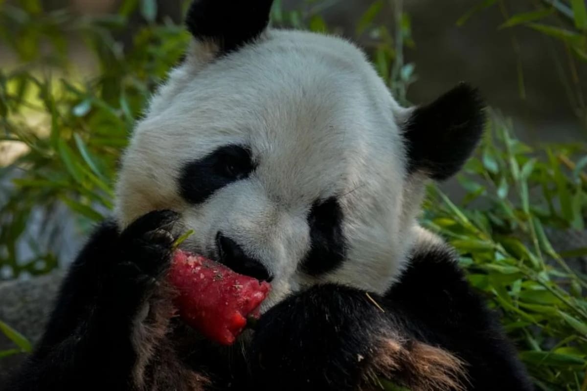 El panda gigante macho más anciano de la historia en cautiverio murió a los 35 años