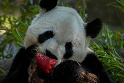 El panda gigante macho más anciano de la historia en cautiverio murió a los 35 años