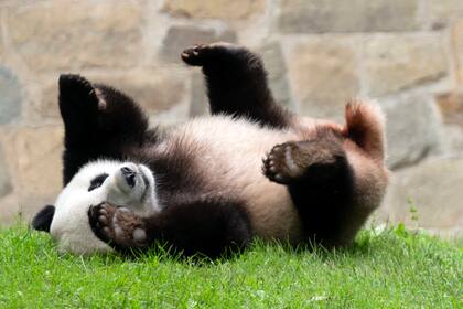 El panda gigante Xiao Qi Ji juega en su recinto en el Zoo Nacional Smithsonian en Washington, el 28 de septiembre de 2023. (AP Foto/Jose Luis Magana)