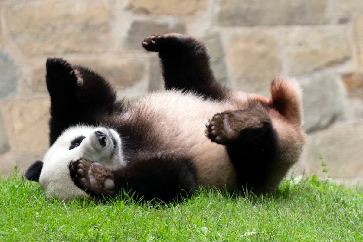 El panda gigante Xiao Qi Ji juega en su recinto en el Zoo Nacional Smithsonian en Washington, el 28 de septiembre de 2023. (AP Foto/Jose Luis Magana)