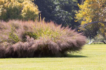 El Panicum virgatum 'Dallas Blues' se caracteriza por su follaje azul verdoso grisáceo, flores inusualmente grandes, floración tardía y rico color del follaje invernal.