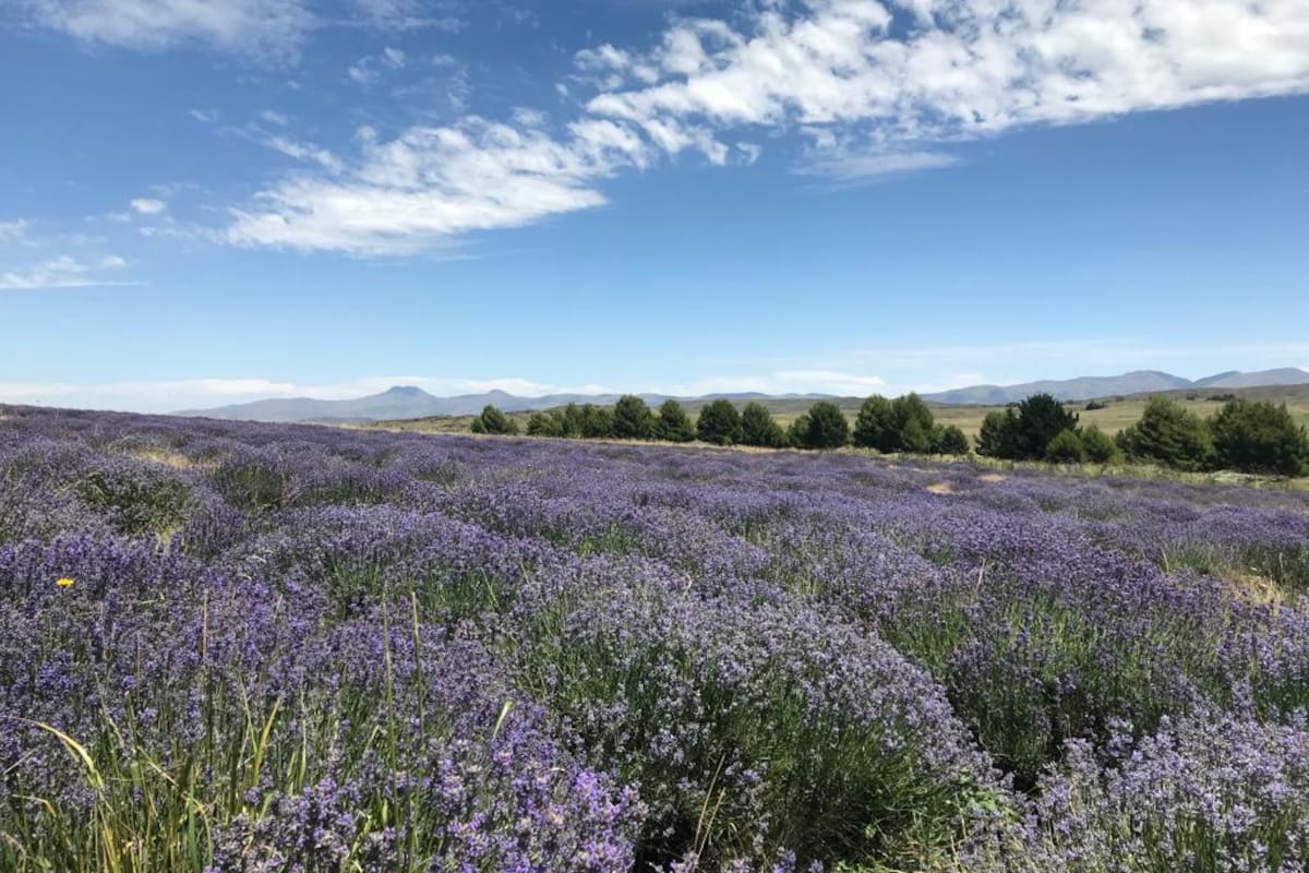 El Pantanoso, un campo de lavandas en Coronel Suárez provincia de Buenos Aires, que entre noviembre y enero está en su esplendor