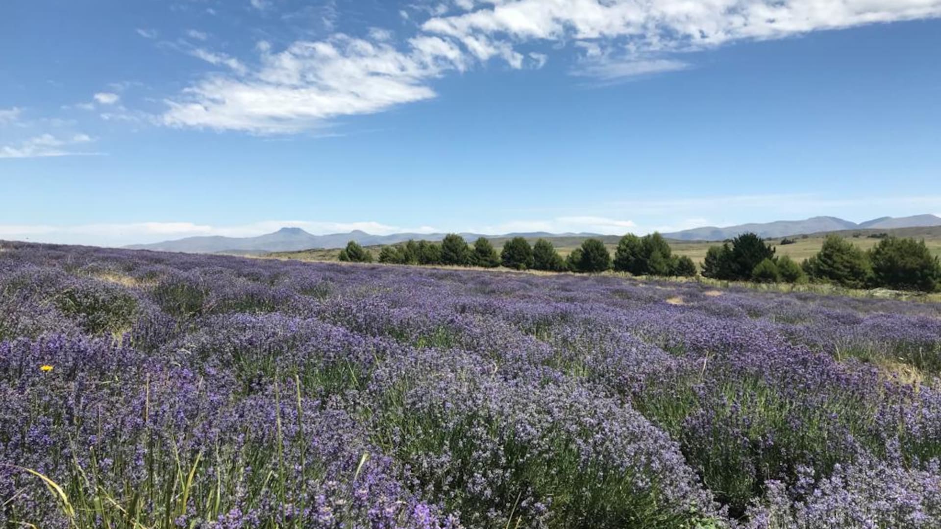 El Pantanoso, un campo de lavandas en Coronel Suárez provincia de Buenos Aires, que entre noviembre y enero está en su esplendor