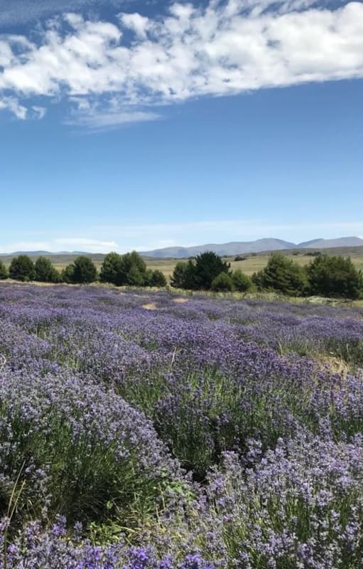 El Pantanoso, un campo de lavandas en Coronel Suárez provincia de Buenos Aires, que entre noviembre y enero está en su esplendor