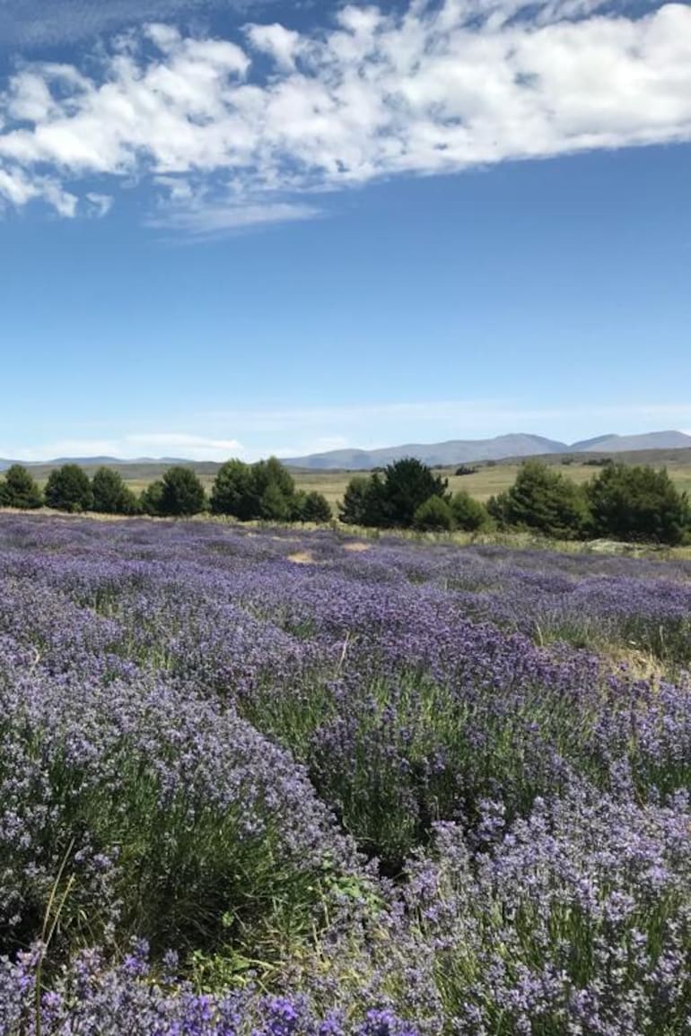 El Pantanoso, un campo de lavandas en Coronel Suárez provincia de Buenos Aires, que entre noviembre y enero está en su esplendor