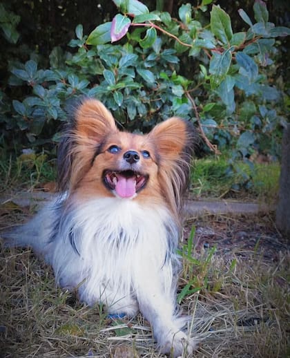 El Papillón es un perro pequeño y muy ágil