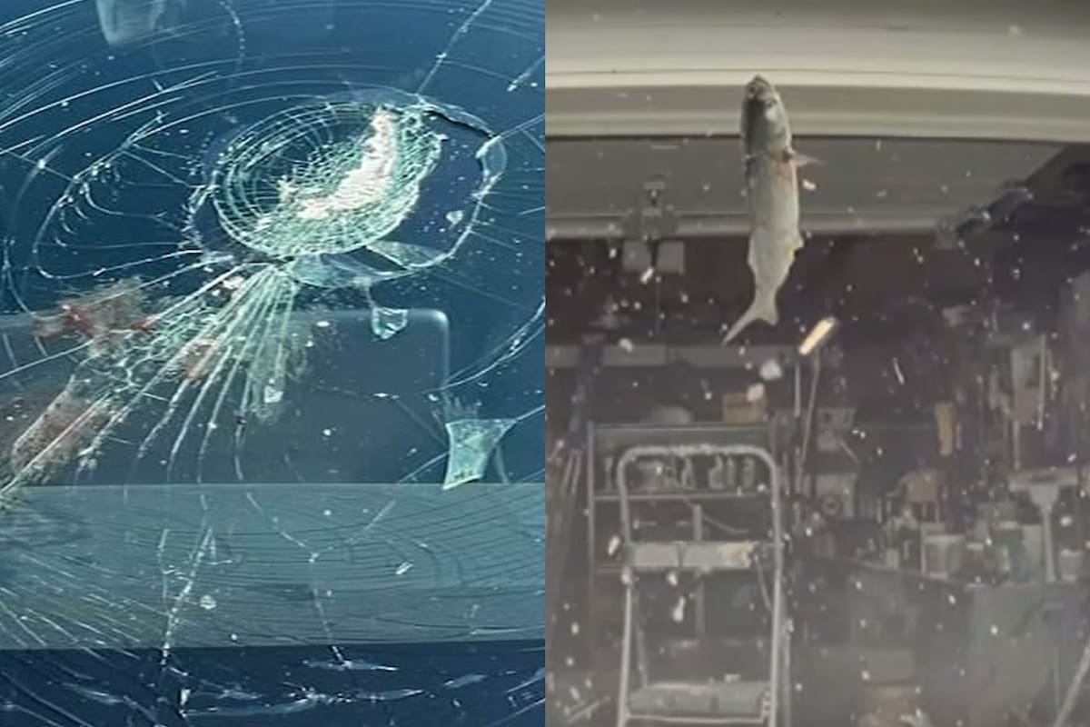 El parabrisas del auto Tesla de los Levine en Nueva Jersey quedó destruido tras un insólito accidente