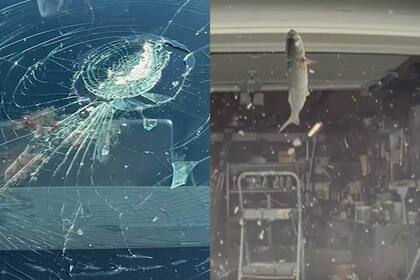 El parabrisas del auto Tesla de los Levine en Nueva Jersey quedó destruido tras un insólito accidente