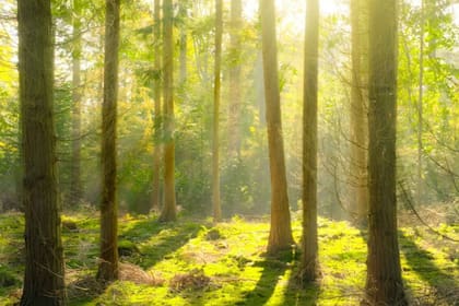 El paradisíaco bosque de Dunamar, un barrio parque ideado por Ernesto Gesell. Foto: Dunamar