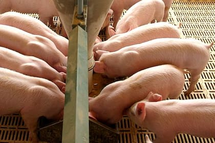 La faena informal de cerdos es una de las causas de la enfermedad