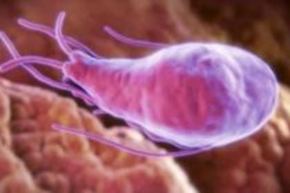 El parásito de la giardia se encuentra en el agua contaminada, y puede causar diarrea crónica.