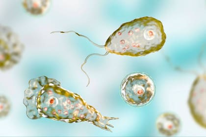 El parásito vive sin causar daño al ser humano pero cuando prolifera en aguas cálidas puede provocar infecciones letales