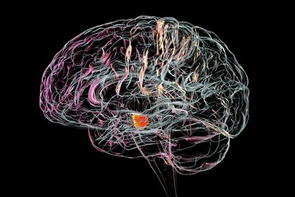 El Parkinson se produce por la muerte de neuronas que liberan el neurotransmisor dopamina en la sustancia negra -una región del cerebro que regula circuitos cerebrales que dan las 'órdenes' para iniciar movimientos voluntarios-