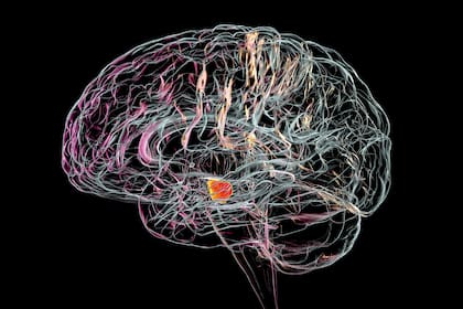 El Parkinson se produce por la muerte de neuronas que liberan el neurotransmisor dopamina en la sustancia negra -una región del cerebro que regula circuitos cerebrales que dan las 'órdenes' para iniciar movimientos voluntarios-