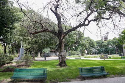 El parque cerrado y uno de los árboles que deberán ser retirados por los daños irreversibles