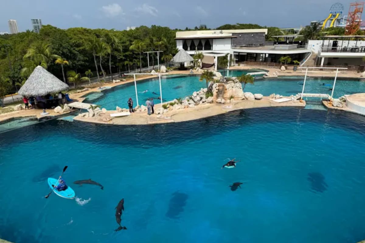 El parque cerró al público en enero de 2025 y desde entonces los delfines siguen ahí