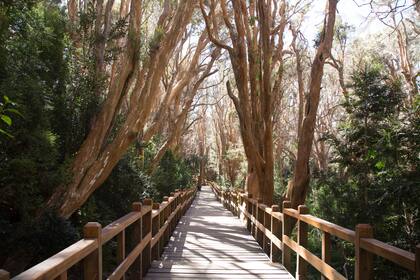 El parque naciona Los Arrayanes permite descubrir árboles de corteza color canela y troncos retorcidos. El árbol arrayán le da el nombre al bosque.