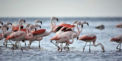 El Parque Nacional Ansenuza es un sitio imperdible para visitar durante las vacaciones de invierno