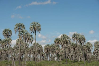 El Parque Nacional El Palmar, creado en 1966, tiene una superficie de 8.213 ha y cuenta con senderos, área de picnic, observatorios de aves, restaurante y proveeduría.