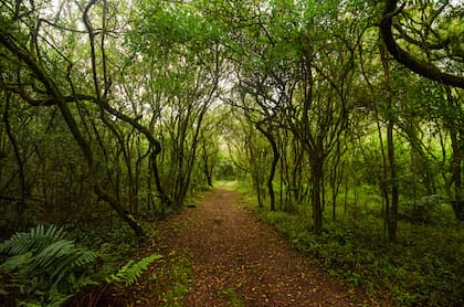 El Parque Nacional El Rey fue creado en 1948 y está ubicado en Anta, a 80 km de Salta Capital. Es un amplio valle con forma de herradura, donde se preserva una valiosa área de yungas.