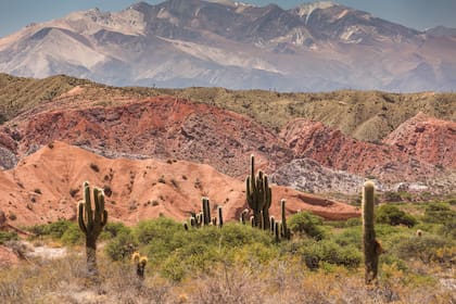 El Parque Nacional Los Cardones tiene dimensiones increíbles.