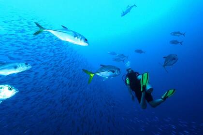 El Parque Nacional Marino de Bonaire es un paraíso acuático en pleno caribe donde pueden verse cientos de especies de peces, arrecifes de coral y otras maravillas naturales