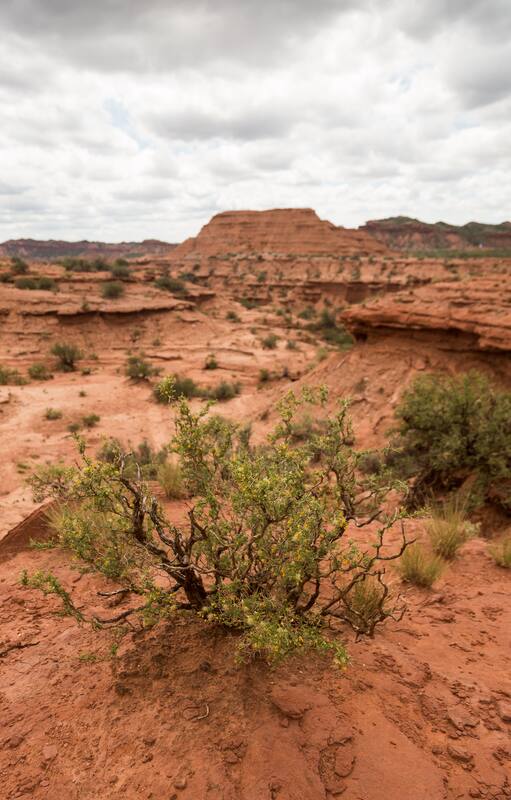 El Parque Nacional protege 75.000 hectáreas de un ecosistema que está entre chaco semiárido y monte.