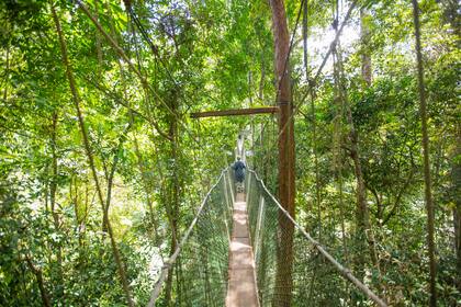 El Parque Nacional Taman Negara fue creado en 1925. Aquí vive el tigre de Malasia.