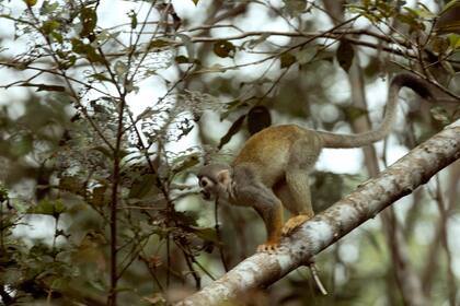 El Parque Nacional Yasuní, en Ecuador, es el lugar con mayor biodiversidad del planeta