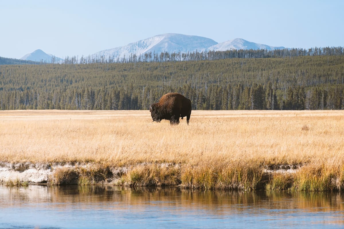 El Parque Nacional Yellowstone fue testigo del nacimiento de un búfalo de color blanco