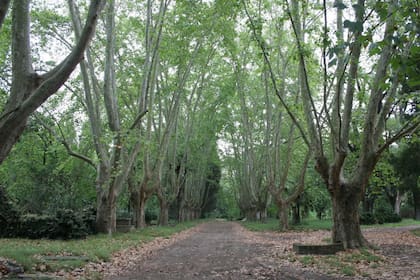 El parque tiene un diseño pensado con caminos que marcan el recorrido