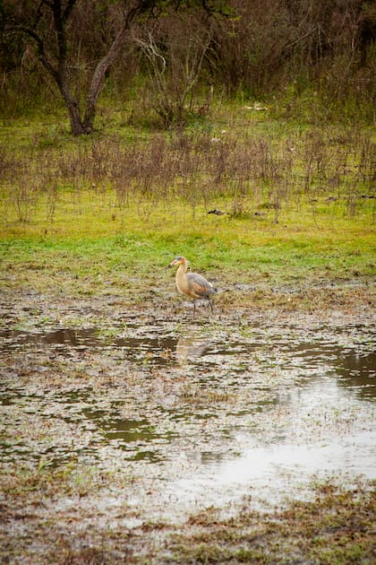 El parque tiene zonas de humedal y el chiflón, entre sus aves.