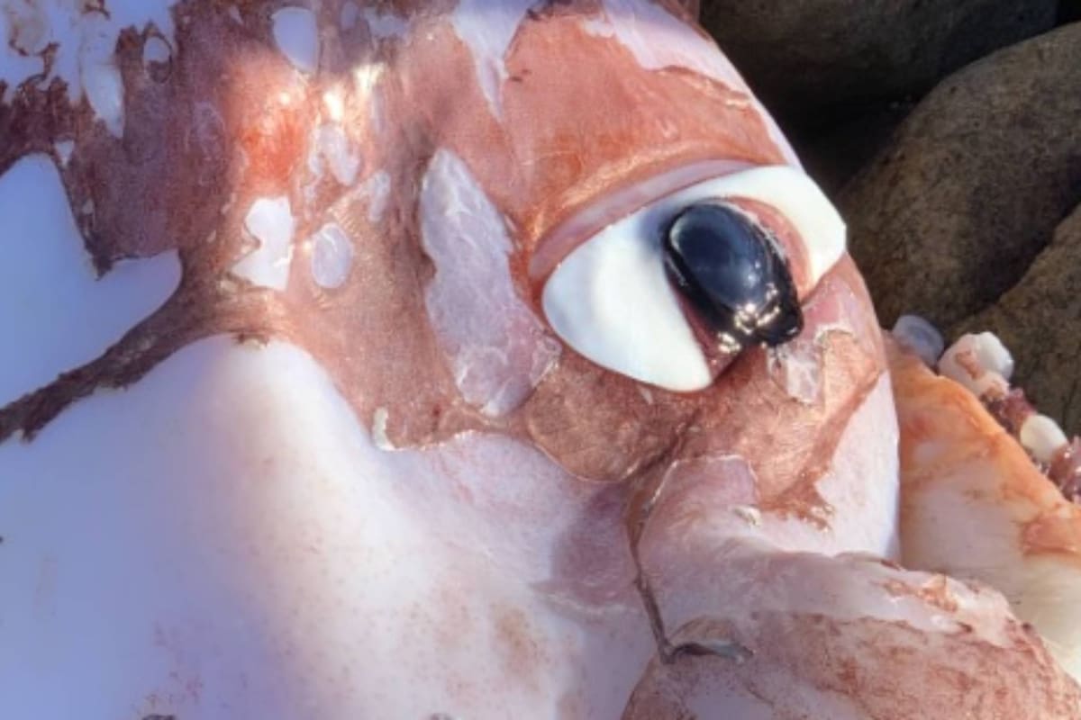 El particular animal apareció en las playas de Scarborough, Ciudad del Cabo, Sudáfrica