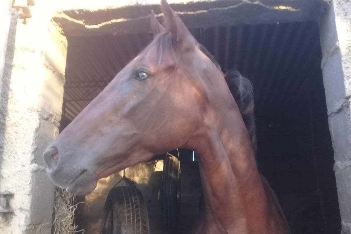 El particular box de Dormía Sola, con gomas de vehículos colgando para reducirle los espacios y que no camine tanto cuando está allí.