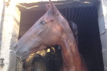 El particular box de Dormía Sola, con gomas de vehículos colgando para reducirle los espacios y que no camine tanto cuando está allí.