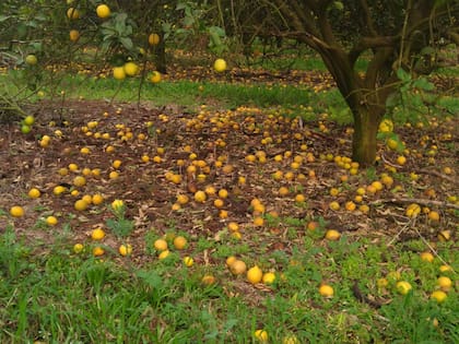 El pasado invierno el productor perdió 1,2 millones de kilos por no conseguir gente para cosechar