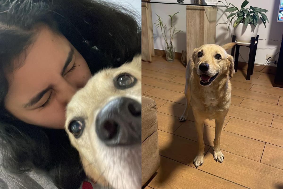 El pasado mes de octubre, Cookie cumplió 7 años, su primer cumpleaños en compañía de su nueva familia