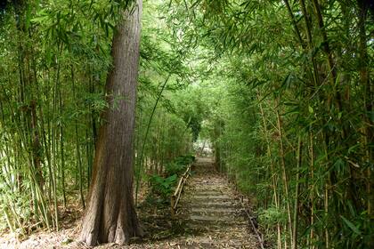 El pasaje que bordea el río tiene árboles como taxodium y timbó, cañas, hostas, orejas de elefante, cañas y canela.