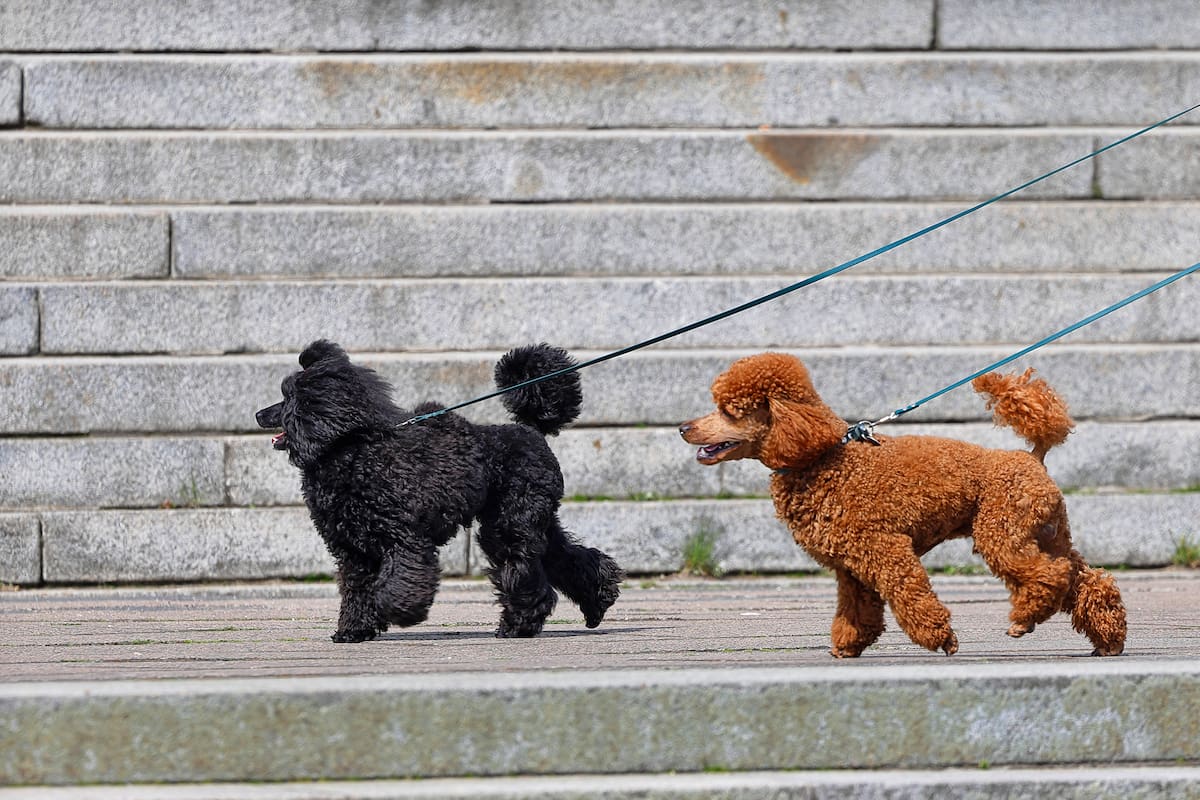 El paseo diario es uno de los aspectos más fundamentales para la salud del perro