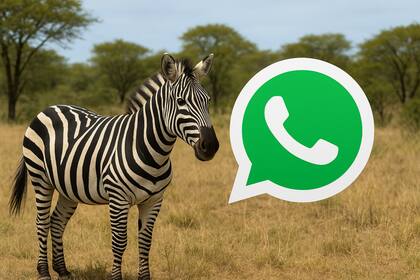 El paso a paso para confirgurar el "modo cebra" en WhatsApp