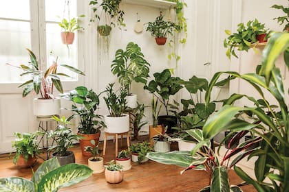 El paso a paso para decorar tu hogar con plantas