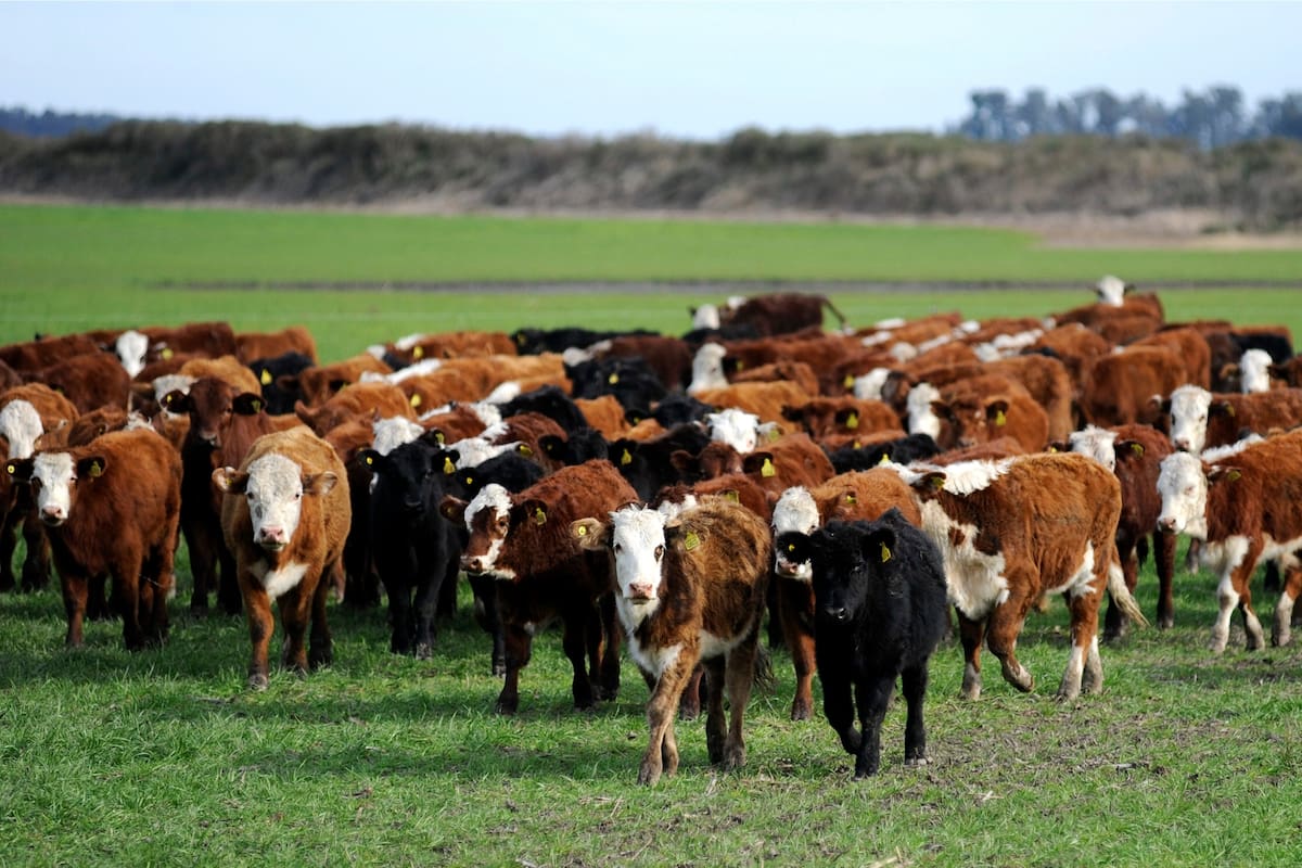 El paso del destete al feedlot genera estrés en los animales, con menor peso y riesgo de enfermedades