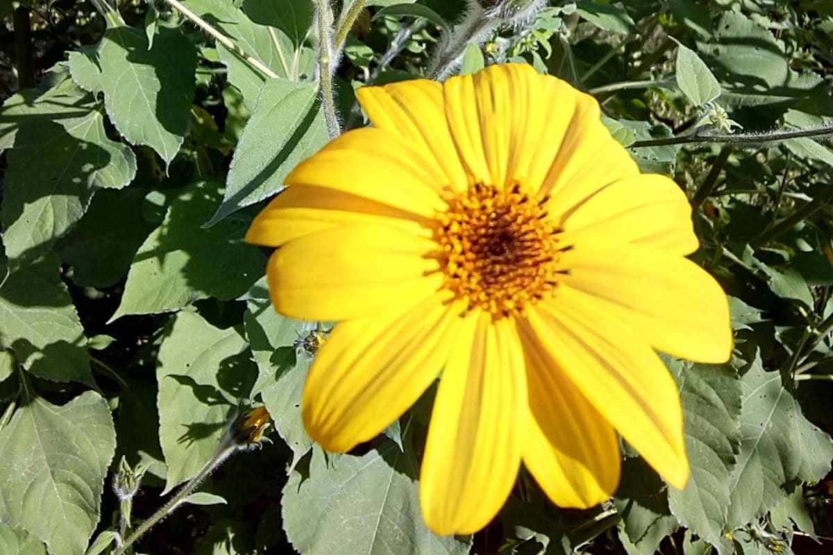 El pasto cubano es originario de Centroamérica