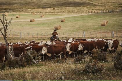 El pasto predominante en la isla es el Coirón (Festuca Gracillima), que representa más de la mitad de la oferta forrajera