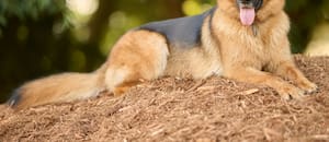 Los veterinarios coinciden: el pastor alemán es la raza canina más protectora