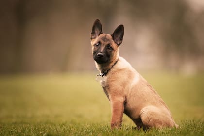 El pastor belga malinois es originario de Bélgica