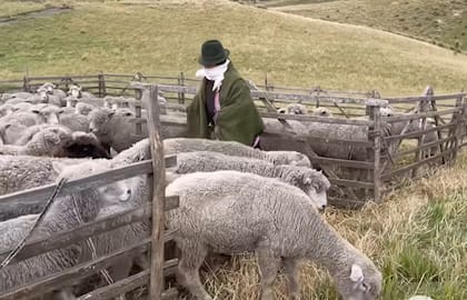 El pastor dedica buena parte de sus días al cuidado de sus ovejas (Captura: YouTube Ecuador Y Sus Paisajes Oficial)
