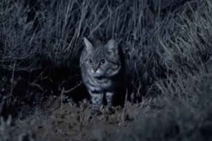 El patinegro es un depredador que puede llegar a matar hasta catorce animales.