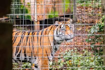 Los cuidadores acercaron a los felinos para que tuvieran contacto visual y olfativo mientras aún estaban separados por un alambrado